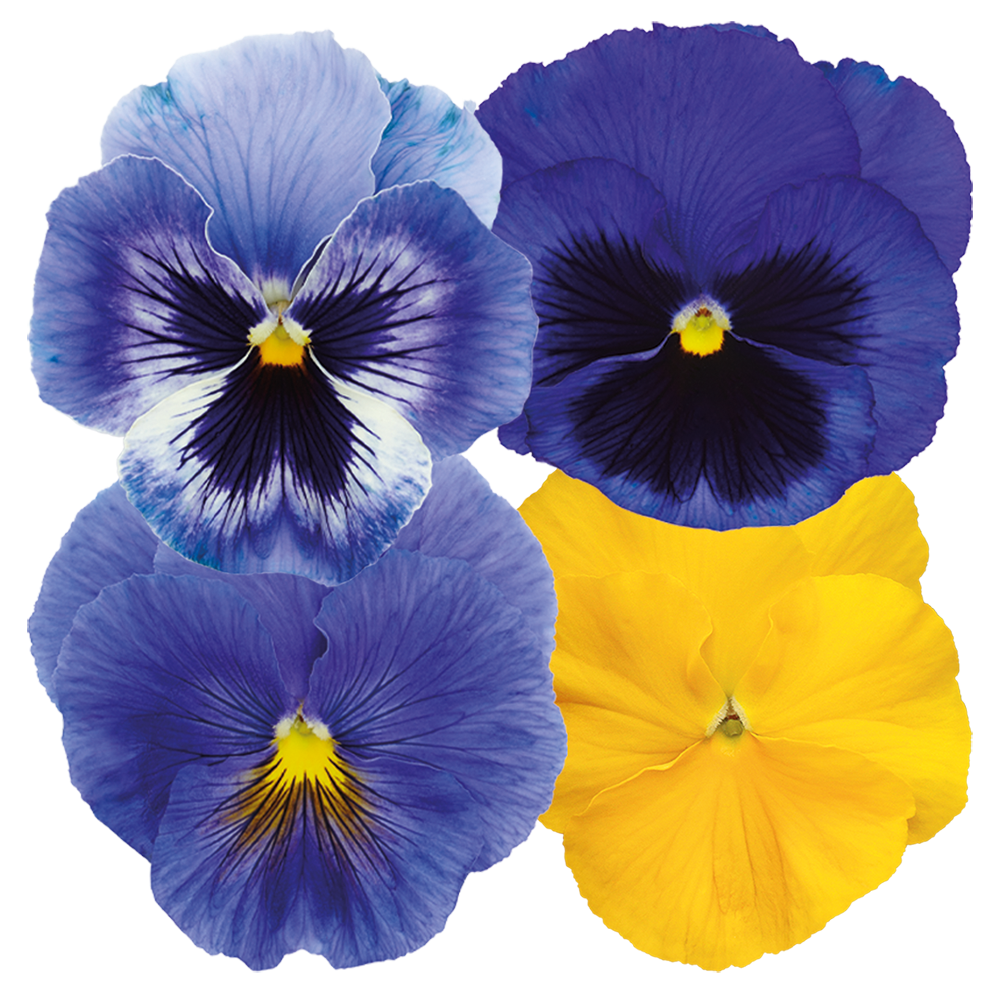 Viola wittrockiana F₁ Inspire® Plus Jack-o-Lantern Mix | Benary